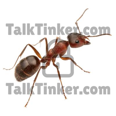 Ant