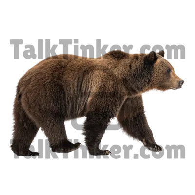 Bear