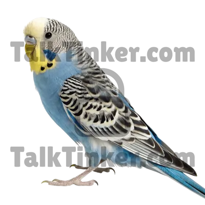 Budgie