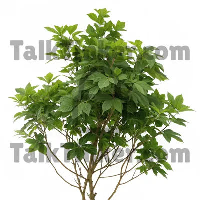Bush