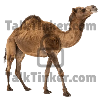 Camel