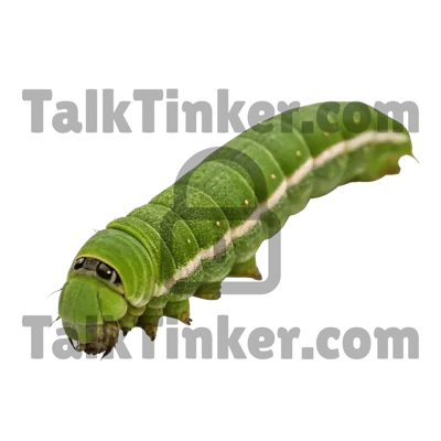Caterpillar