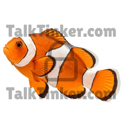 Clownfish