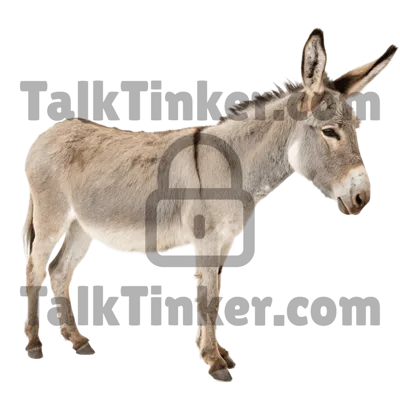 Donkey