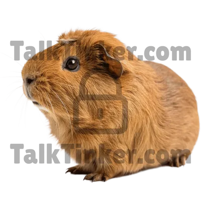 Guinea Pig