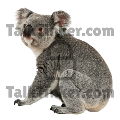 Koala