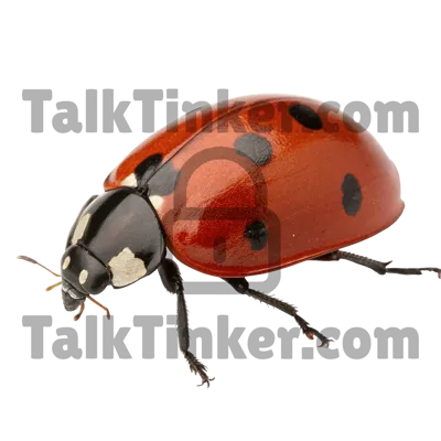 Ladybug