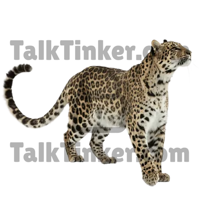 Leopard