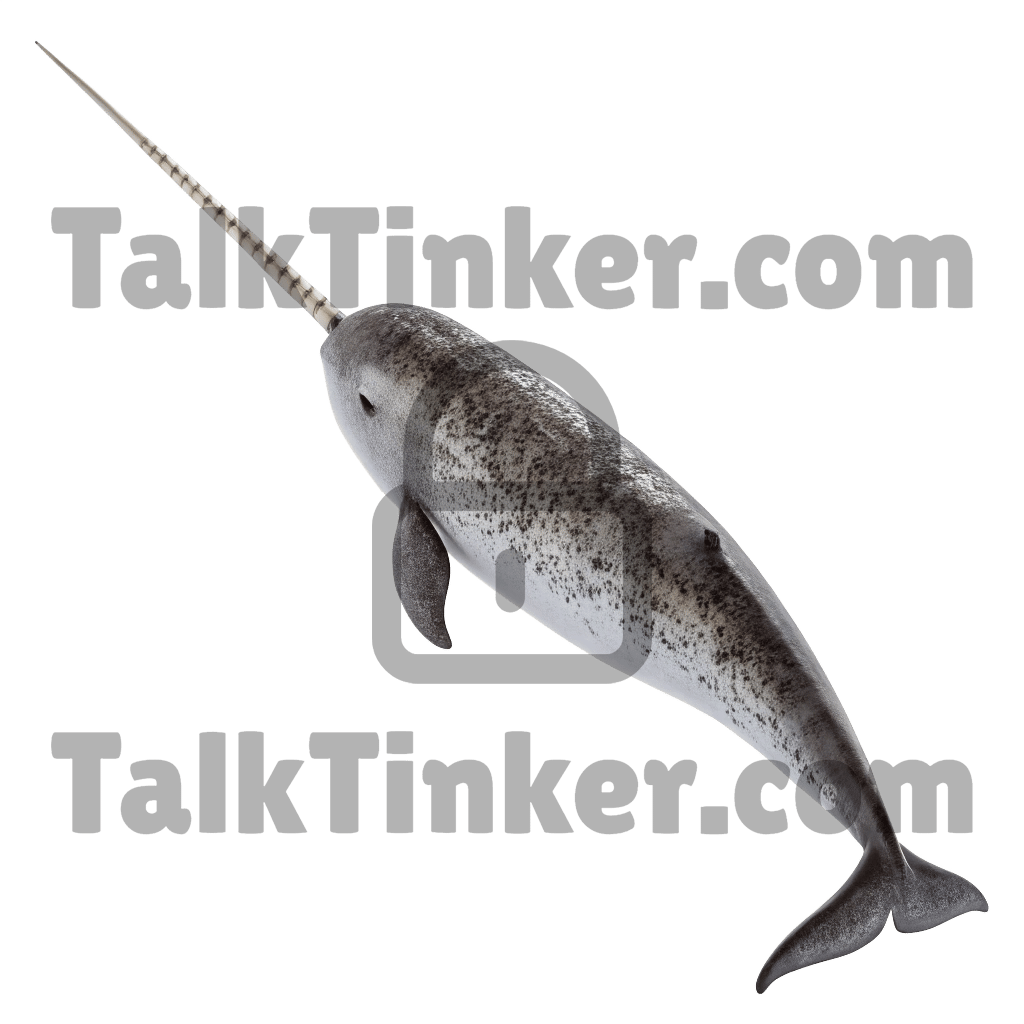 Narwhal