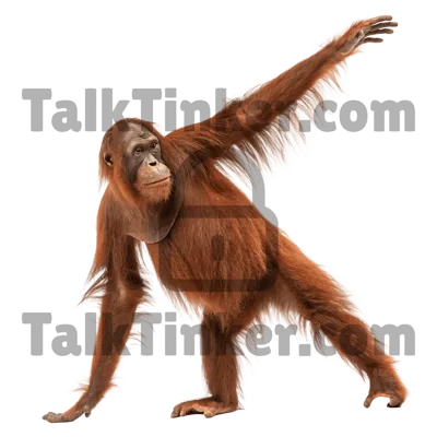 Orangutan