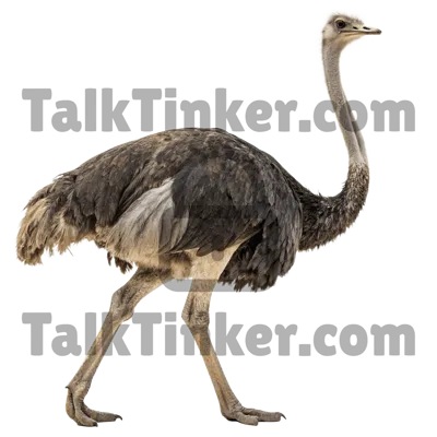 Ostrich