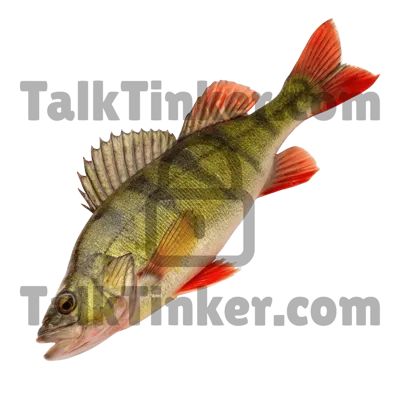 Perch