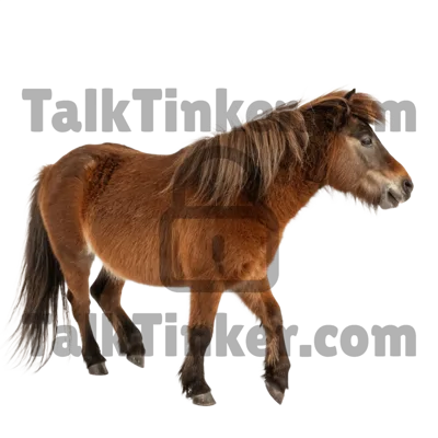 Pony