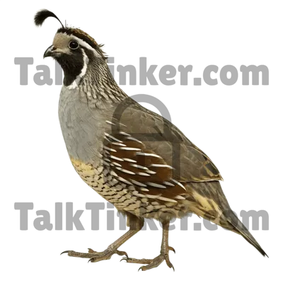 Quail