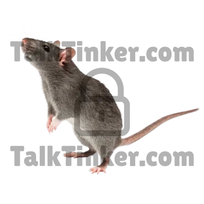 Rat