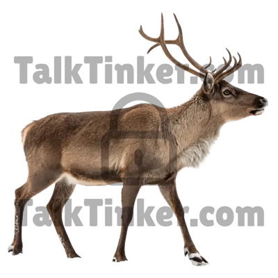Reindeer