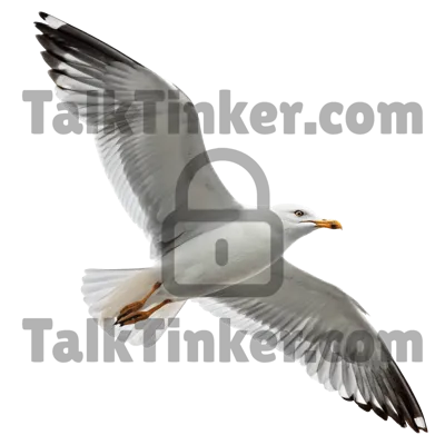 Seagull