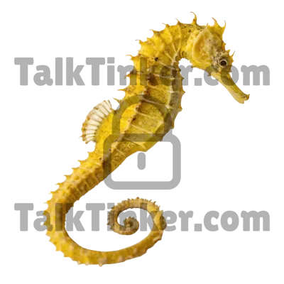 Seahorse