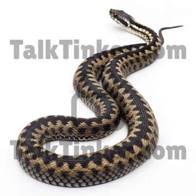 Snake