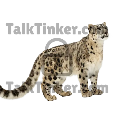 Snow Leopard