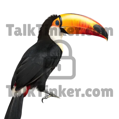 Toucan