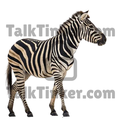 Zebra