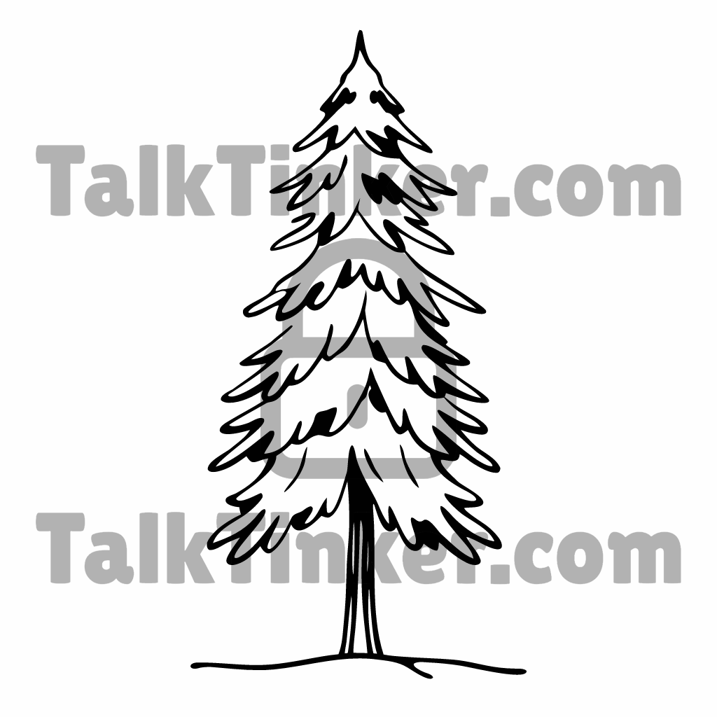 Spruce